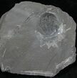Elrathia Trilobite In Matrix - Utah #6731-1